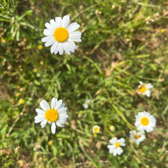 Meet your Posher, Sarah - Picture 1 of 1